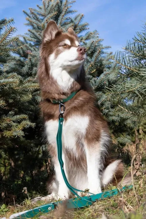6 foot waterproof dog leash with padded and traffic handles