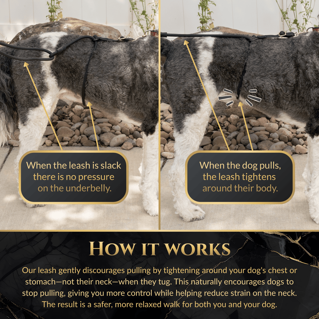 Additional product view of Hands-Free No-Pull Dog Leash for Walking & Training – Calm Command
