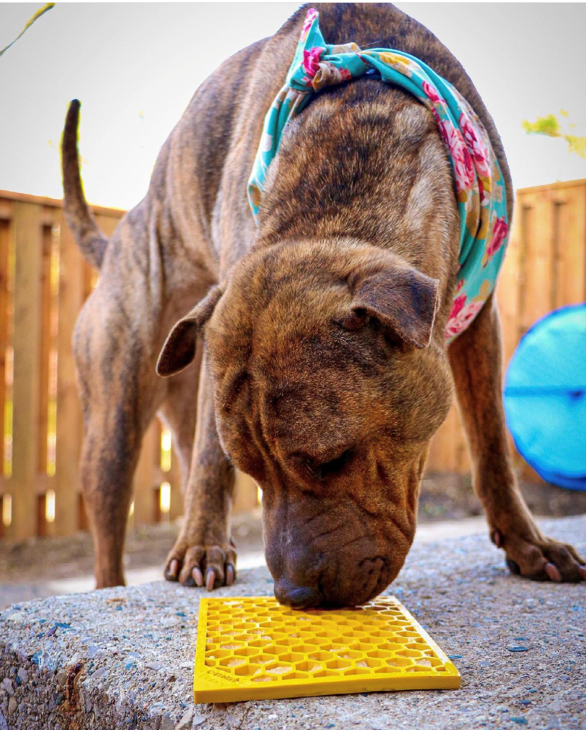 Additional product view of Dog Lick Mat for Enrichment – SodaPup Honeycomb