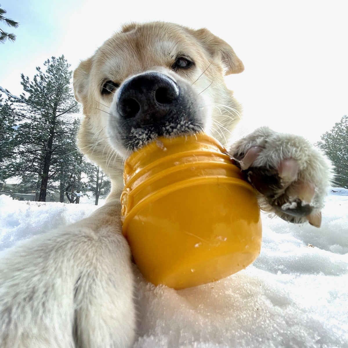 Additional product view of SodaPup Honey Pot Dog Treat Dispenser